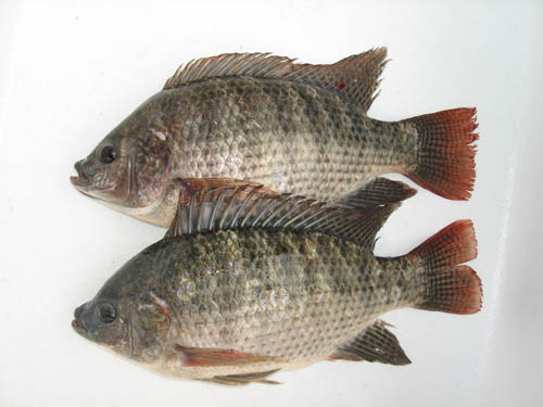 TILAPIA WR&GS