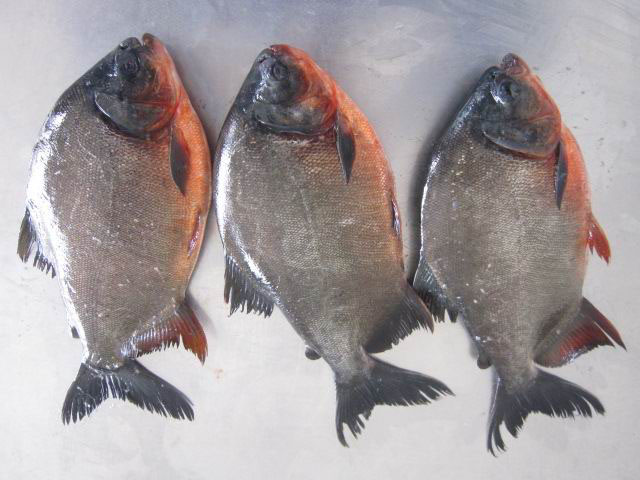 PACU