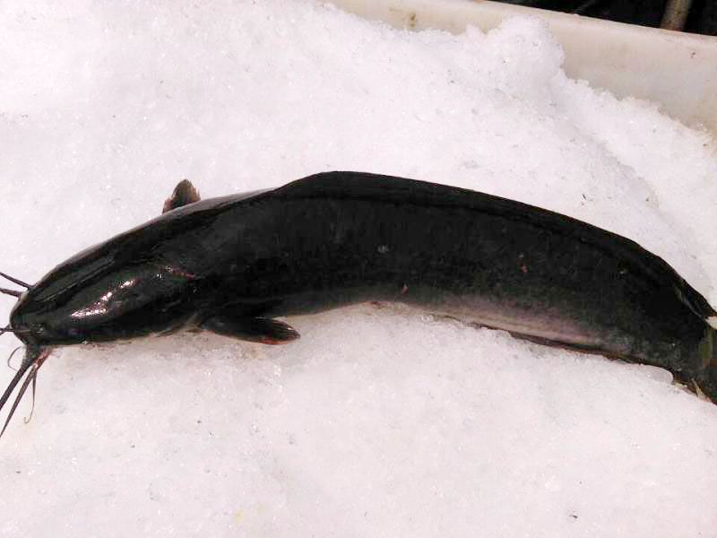 CATFISH