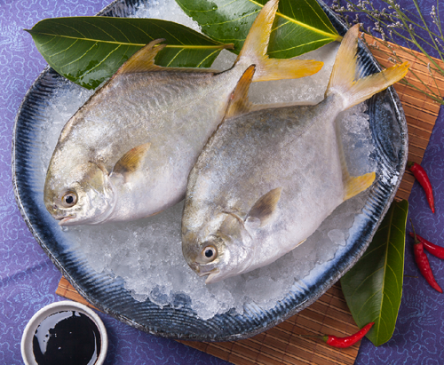 GOLDEN POMPANO