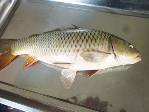 CARP