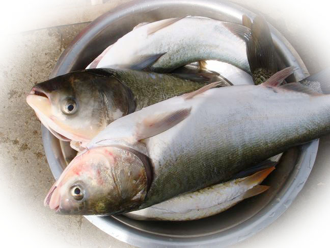 SIVERY CARP