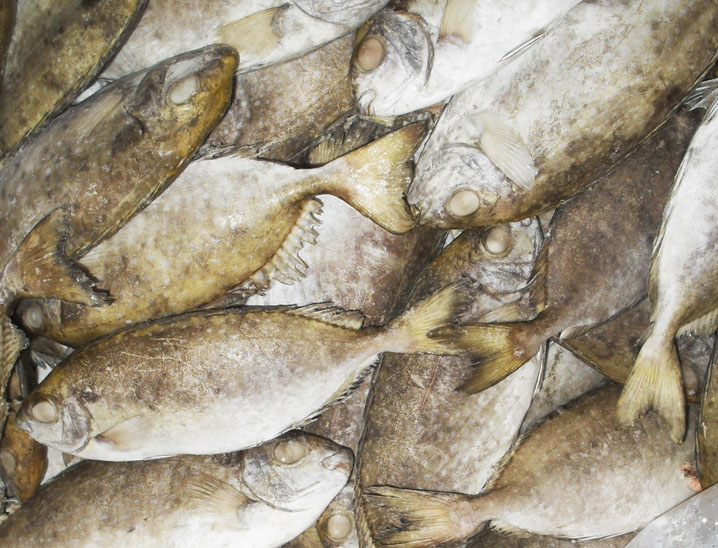 RABBITFISH
