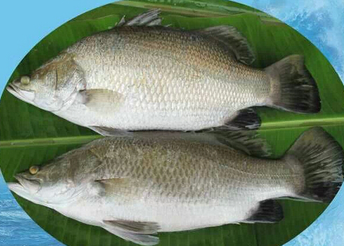 BARRAMUDI