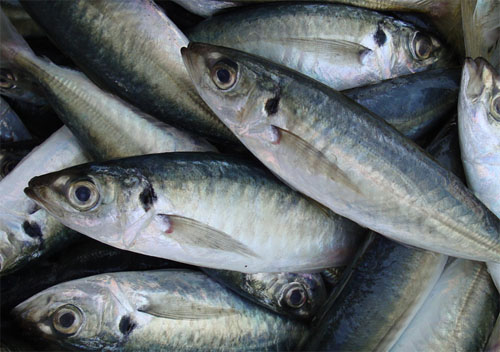 HORSE MACKEREL